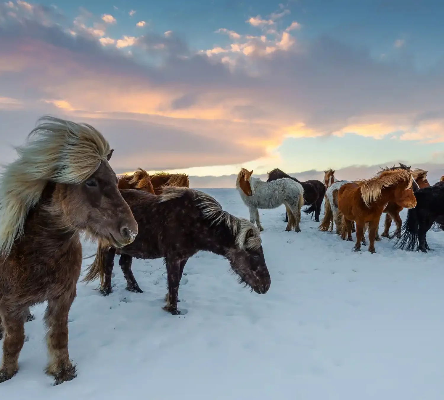 iceland-horses-gf190570cc_1920